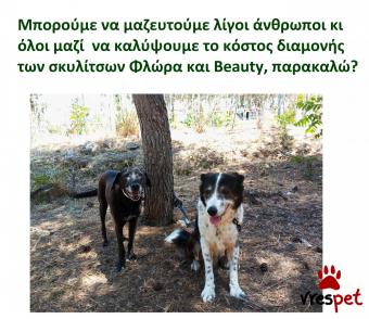 Ράτσα: Άλλη Ράτσα | Ηλικία: 4 ετών | Φύλο: Θηλυκό | Αρ. Microchip: 983232212121212 | Περιοχή: Αττική